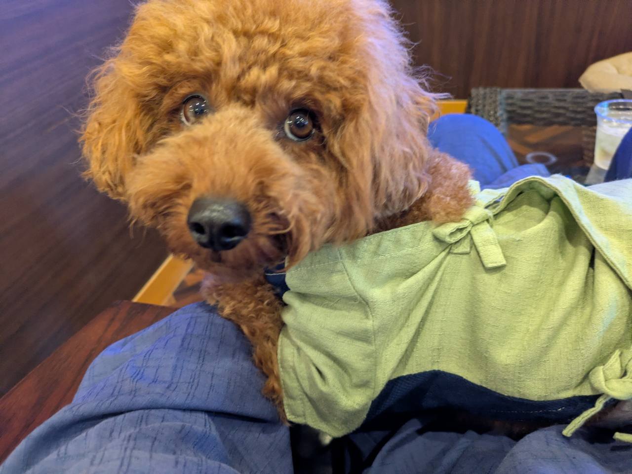 愛犬お宿 伊豆高原の緑色の作務衣を着た愛犬