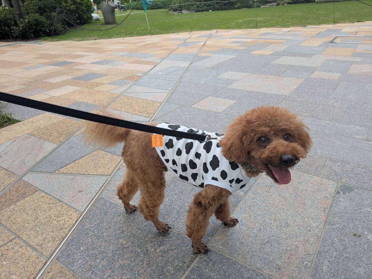 麻布台ヒルズの石畳を歩く愛犬。牛柄の服を着て舌を出し嬉しそう