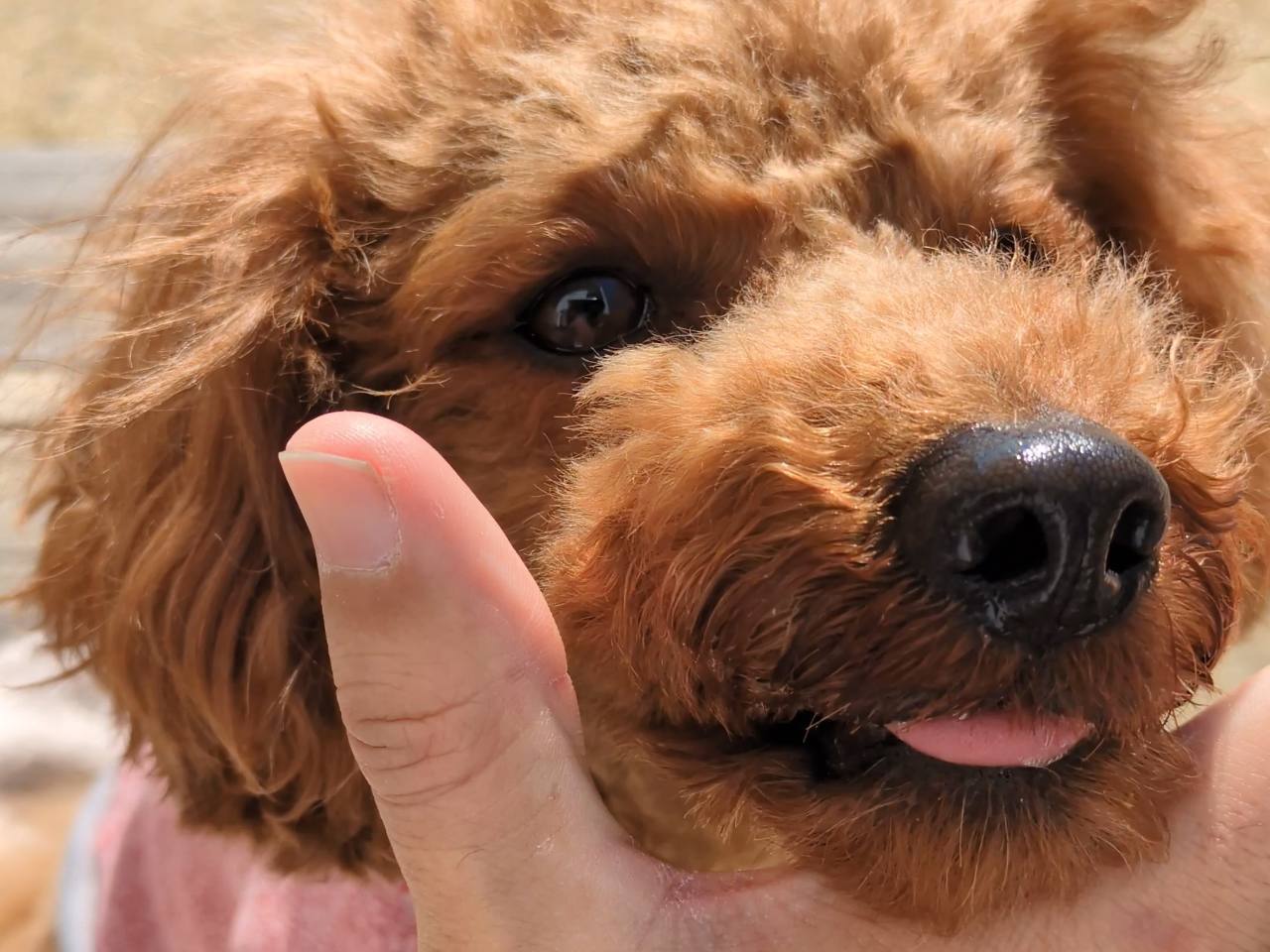 テラス席でリラックスする愛犬