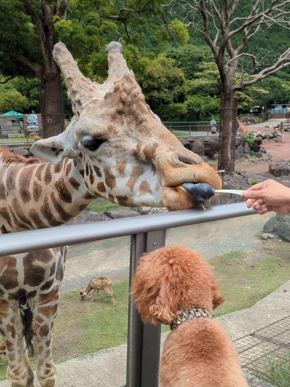伊豆アニマルキングダムでキリンの餌やりを間近から見学するトイプードル