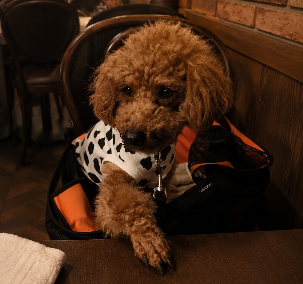キャリーバッグからテーブルに前足をかける愛犬