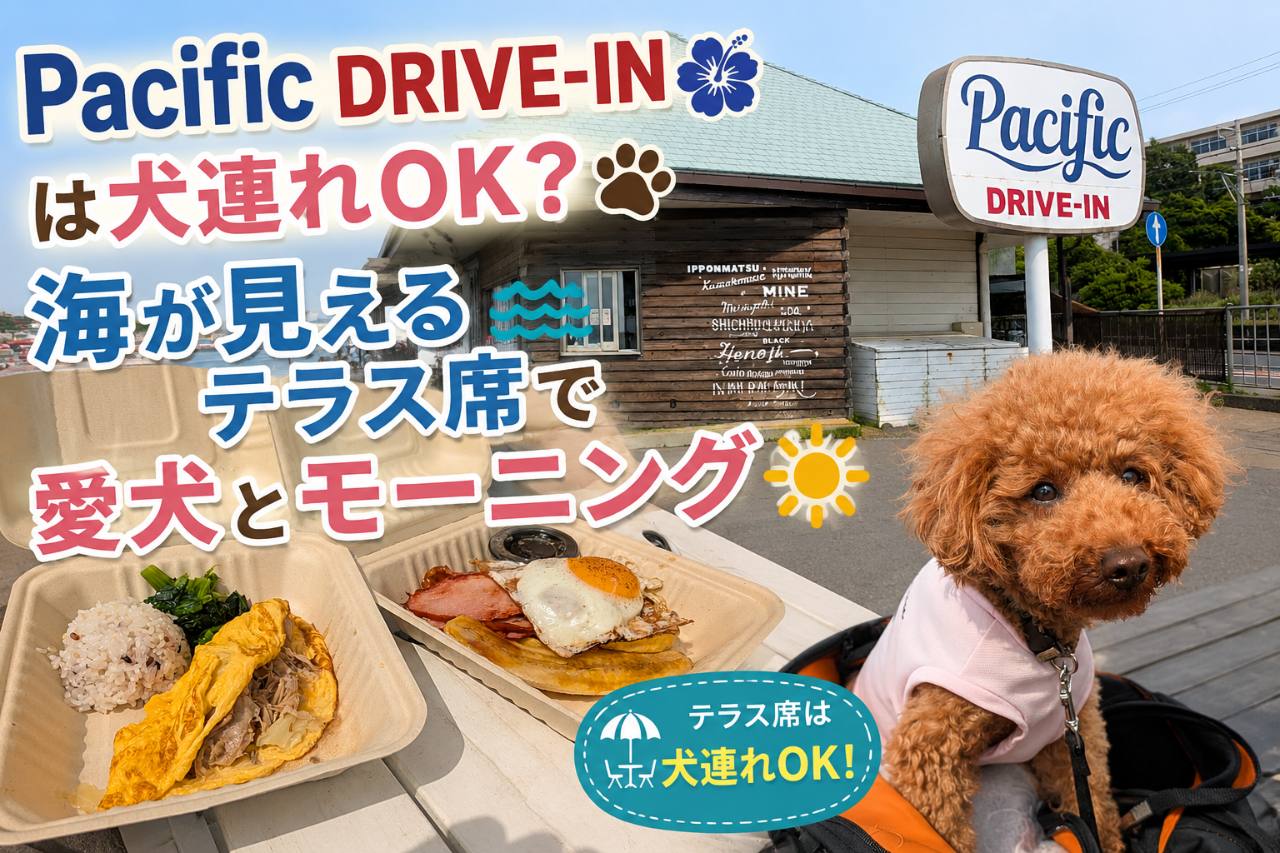 Pacific DRIVE-INのテラス席で海を眺めながら過ごすトイプードル