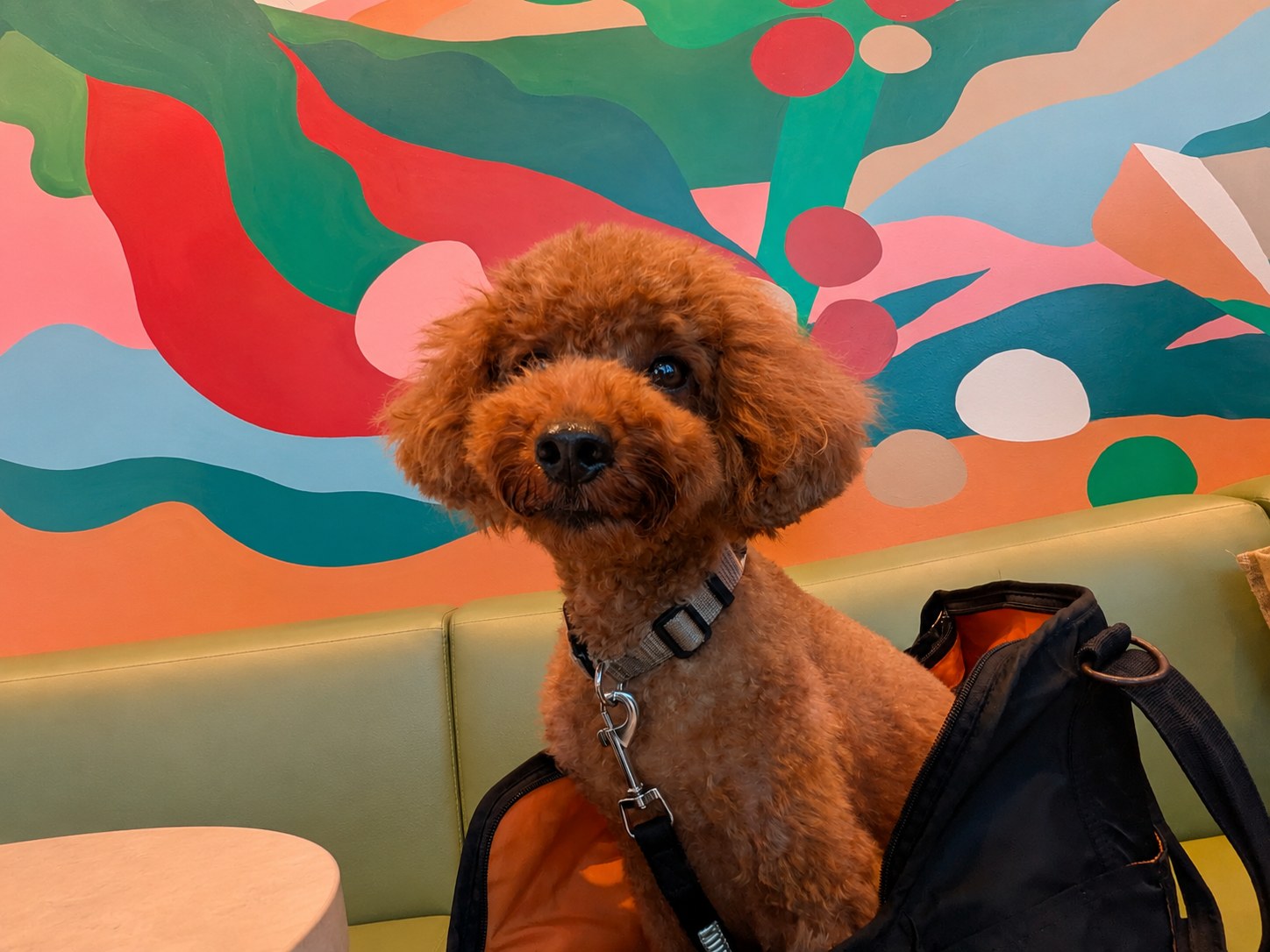 スターバックス大井町トラックスパーク店のDogエリアとアートウォール